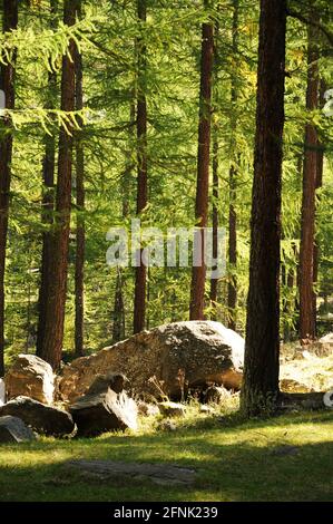 Bosco in Valsavaranche, aostatal, Italien Stockfoto