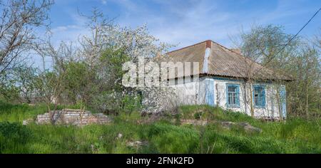 Verlassenes Landhaus mit blauem Himmel und Wolken, Kirschblüten. Stockfoto