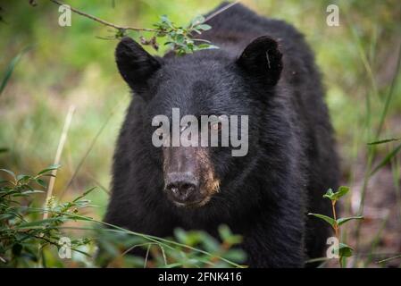 Seitenprofil eines erwachsenen Schwarzbären, der im Freien in der wilden, von Grün umgebenen Wildnis gesehen wird. Wildes, gefährliches Tier im Freien. Stockfoto