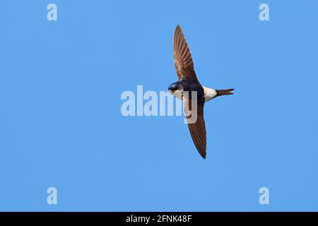 Gemeines Haus martin im Flug (Delichon urbicum) Stockfoto