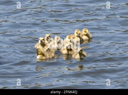 Kanada Gänseküken Nahaufnahme Schwimmen im See in Irvine Kalifornien An einem sonnigen Frühlingstag Stockfoto