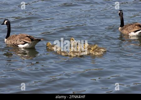 Kanadas Ausflug mit der Gänsefamilie auf dem See in Irvine, Kalifornien An einem sonnigen Frühlingstag Stockfoto