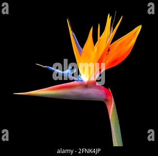 Hell gefärbte Paradiesvogelblume Nahaufnahme isoliert auf einem Schwarzer Hintergrund Stockfoto