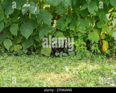 Ein kleines Kätzchen versteckt in Himbeerbüschen. Das Gesicht einer Katze ragt hinter den Blättern heraus. Stockfoto