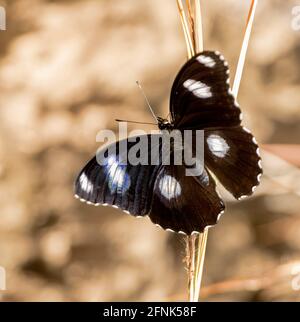 Männlicher Blaumondschmetterling, Hypolimnas bolina, mit schwarzen Flügeln mit großen weißen Flecken, in Queensland Australien Stockfoto