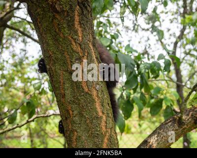 Katzenkrallen. Ein Kätzchen versteckt hinter einem Ast. Stockfoto