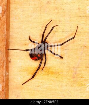 Rotkehlspinne, Latrodectus hasselti, männliche, hochgiftige Spezies, auf honigfarbenem Holz aus Packkiste in Queensland Australien Stockfoto