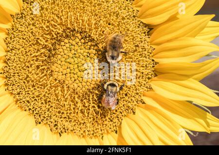 Zwei Bienen auf einer Sonnenblume Stockfoto