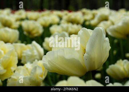 Weiße Tulpen blühen auf dem Feld Stockfoto