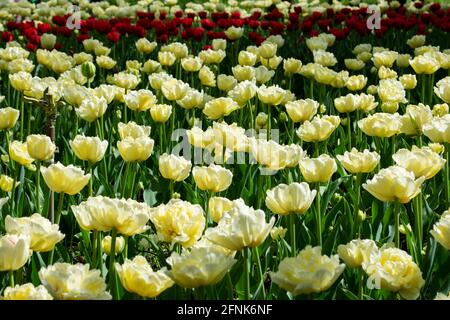 Weiße und rote Tulpen auf dem Feld Stockfoto