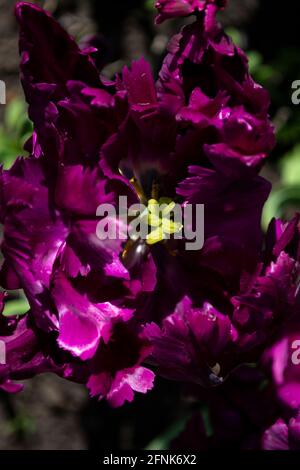 Violette Tulpe auf grünem Gras Stockfoto