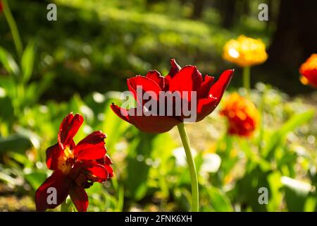 Rote Tulpe im Garten Stockfoto