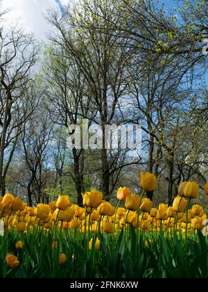 Gelbe Tulpen auf dem Wald Stockfoto