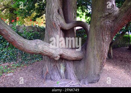 Seltsam geformter Baumstamm in Ornamental Gardens, Grange over Sands, Cumbria, großbritannien Stockfoto