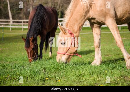 Zwei Pferde grasen auf grünem Gras in der Sonne. Stockfoto