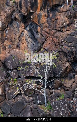 Ein einsamer Baum mit ein paar gelben Blättern über einem Felswand im Las G Stockfoto