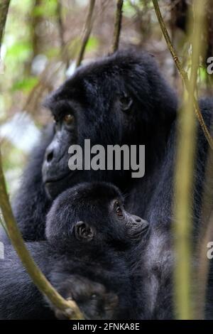 Berggorillas im Bwindi-Urwald, Uganda Stockfoto