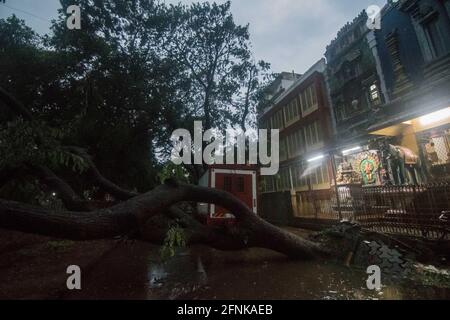 MUMBAI, INDIEN - 17. MAI: Der Baum stürzte in der Mitte der Straße durch den Zyklon Tauktae in Matunga am 17. Mai 2021 in Mumbai, Indien, ein. Der Zyklonsturm Tauktae bildete sich über dem Arabischen Meer, der sich bis Montagmorgen zu einem sehr schweren Zyklonsturm verstärkte, der in Mumbai böige Winde und heftige Regenfälle verursachte. Starke Winde mit einer Geschwindigkeit von bis zu 90-100 km/h wurden in Mumbai und Nord-Konkan aufgezeichnet. Mehrere Vorfälle entwurzelter Bäume und eingestürzter Gebäude wurden aus der Stadt gemeldet. Als Vorsichtsmaßnahme wurden Tausende von Menschen aus der Küstenregion evakuiert. Raigad Bezirk ist auf RE Stockfoto