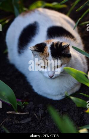 Vertikale Aufnahme einer fetten Katze, die auf dem Boden sitzt Stockfoto