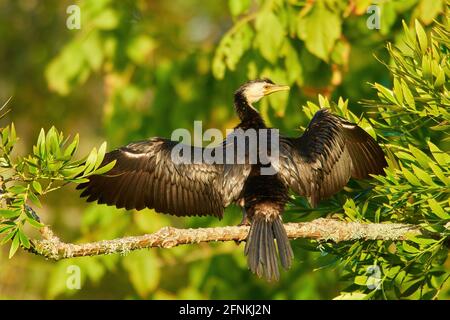 Pied Shag trocknete seine Flügel auf einem Ast in einem Waldlandschaft Stockfoto