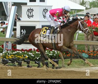 Pimlico Racecourse 14. Mai 2021 Stockfoto