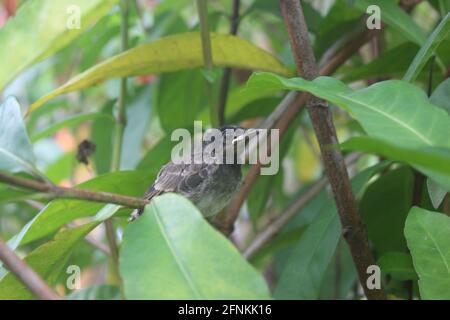 Nahaufnahme eines Baby-Bulbul-Vogels auf einem Kleiner Zweig mit unscharfem Hintergrund Stockfoto