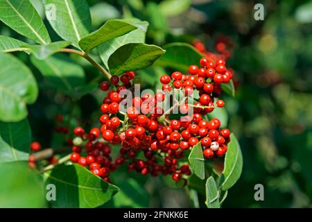 Brasilianische peppertree Früchte (Schinus terebinthifolius) Stockfoto
