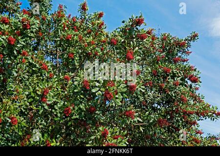 Brasilianischer pfefferbaum (Schinus terebinthifolius) Stockfoto