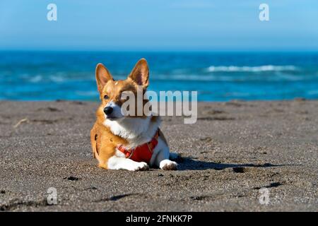 Corgi am Strand Stockfoto