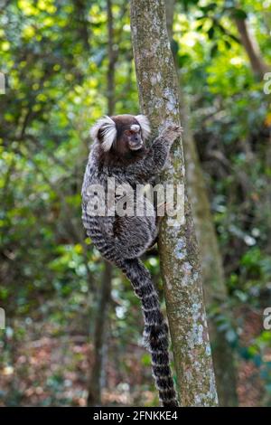 Gewöhnliches Murmeltier (Callithrix jacchus) auf Baum Stockfoto