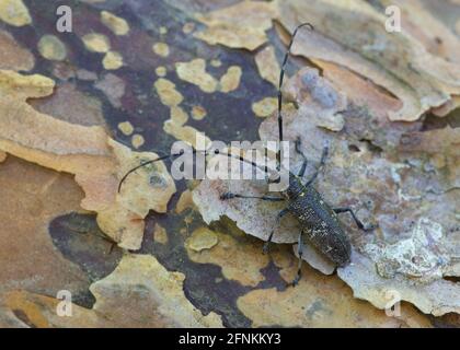 Kiefer-sägekäfer, Monochamus galloprovincialis auf Kiefernrinde Stockfoto