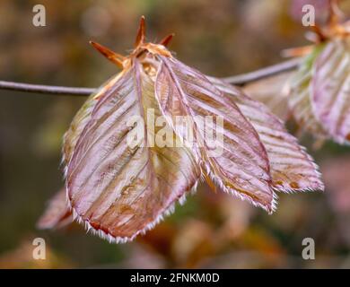 Die Kupferbuche (Fagus sylvatica purpurea) lässt isoliert, Nahaufnahme, Makro, Detail. Stockfoto