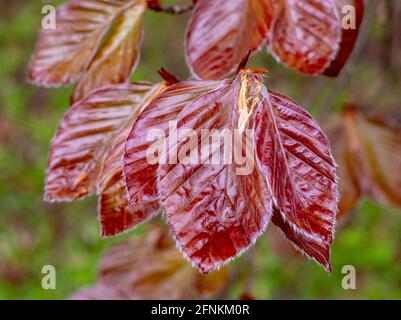 Die Kupferbuche (Fagus sylvatica purpurea) lässt isoliert, Nahaufnahme, Makro, Detail. Stockfoto