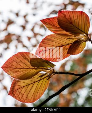 Die Kupferbuche (Fagus sylvatica purpurea) lässt isoliert, Nahaufnahme, Makro, Detail. Stockfoto