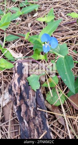 Auf dem Waldboden Stockfoto