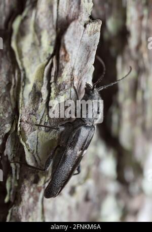 Alte Hausborer, Hylotrupes bajulus auf Kiefernrinde Stockfoto