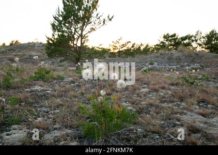 Überwehte kleine Pasquenblüten, Pulsatilla pratensis in trockener Umgebung Stockfoto