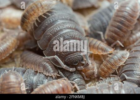 Viele raue Holzhäuser, Porcellio Scaber auf Holz mit hoher Vergrößerung fotografiert Stockfoto