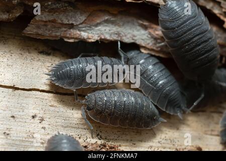 Gemeine raue Holzhäuser, Porcellio Scaber auf Holz Stockfoto