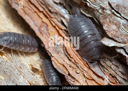 Gemeines raues Holzhaus, Porcellio Scaber auf Holz Stockfoto