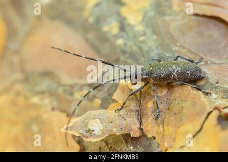 Kiefer-sägekäfer, Monochamus galloprovincialis auf Kiefernrinde Stockfoto