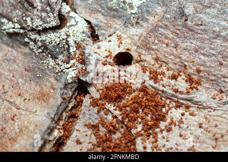 Löcher nach der Arbeit von Käfer auf Kiefernrinde Stockfoto