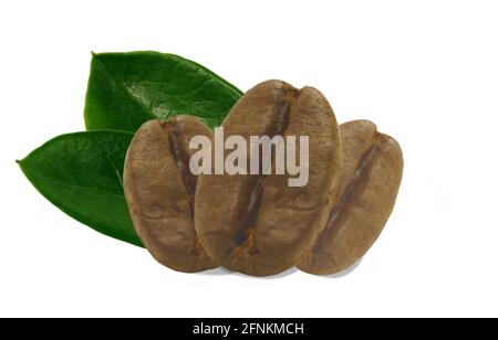 Nahaufnahme 100% geröstete Robusta-Kaffeebohnen mit separaten grünen Blättern auf weißem Hintergrund geerntet. Stockfoto