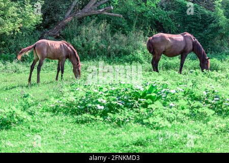 Wildpferde Mutter und Baby . Mustangs Stute und Fohlen grasen grün Stockfoto