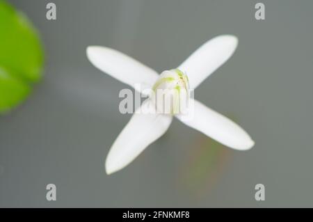 Ein blühender Weißwasserlilie-Bud Stockfoto