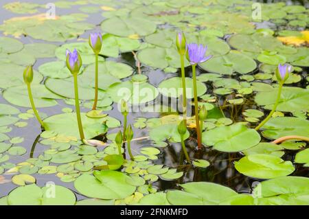 Lila Wasser Lilie Knospen Stockfoto