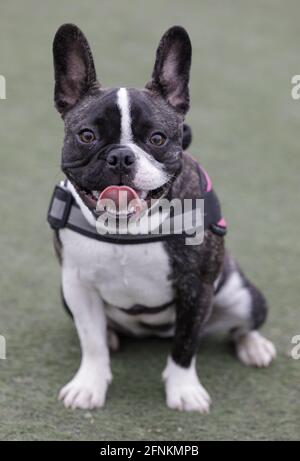 8-Monate-Alte gestromte und weiße Französin weibliche Welpen sitzen und keuchend. Hundepark an der Leine in Nordkalifornien. Stockfoto