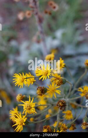 Strahlende Kopfblüten von California Silk Goldenaster, Heterotheca Grandiflora, Asteraceae, die in den Santa Monica Mountains im Frühling heimisch sind. Stockfoto