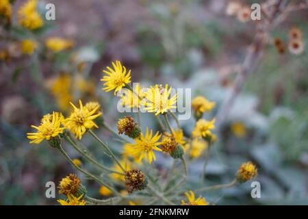 Strahlende Kopfblüten von California Silk Goldenaster, Heterotheca Grandiflora, Asteraceae, die in den Santa Monica Mountains im Frühling heimisch sind. Stockfoto