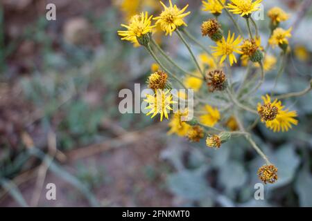 Strahlende Kopfblüten von California Silk Goldenaster, Heterotheca Grandiflora, Asteraceae, die in den Santa Monica Mountains im Frühling heimisch sind. Stockfoto